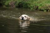 GOLDEN RETRIEVER 393